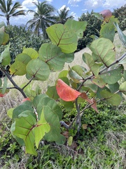 Coccoloba uvifera
