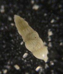 Uvigerina peregrina