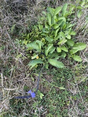 Stachytarpheta jamaicensis