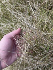 Bothriochloa pertusa