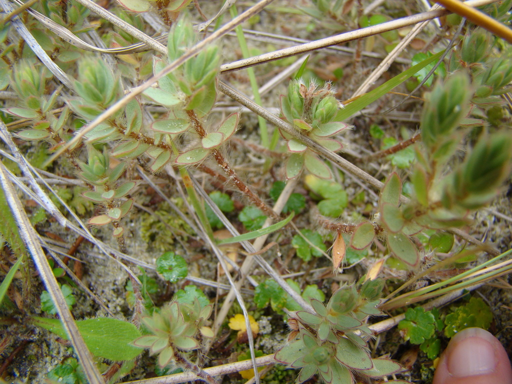 Pimelea lyallii, Southland, NZ-SO, NZ, by lisa_bennett