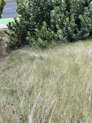 Bothriochloa pertusa
