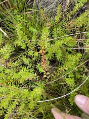 Laurembergia repens