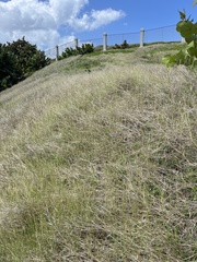 Bothriochloa pertusa