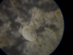 Lagena