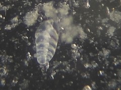 Bolivina