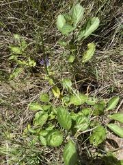 Stachytarpheta jamaicensis