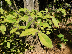 Nothofagus alpina