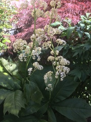 Rodgersia