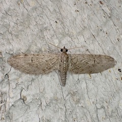 Eupithecia matheri