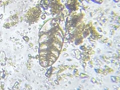 Bolivina