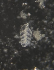 Bolivina