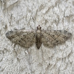 Eupithecia jejunata