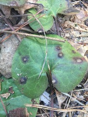 Puccinia asarina