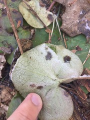 Puccinia asarina