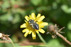 Megachile pollinosa