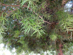 Podocarpus salignus
