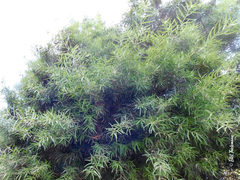 Podocarpus salignus