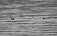 Podiceps auritus