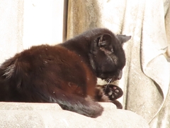 Felis catus