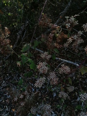 Salpianthus arenarius