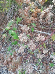 Salpianthus arenarius