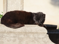 Felis catus