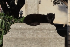 Felis catus