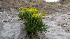 Musineon tenuifolium