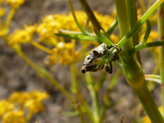 Lixus cylindrus