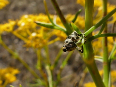 Lixus cylindrus