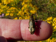 Lixus cylindrus