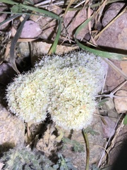 Lomatium nevadense