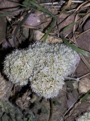 Lomatium nevadense