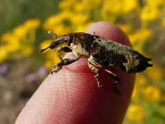 Lixus cylindrus