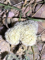 Lomatium nevadense