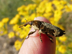 Lixus cylindrus