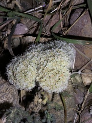 Lomatium nevadense