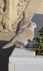 Streptopelia decaocto