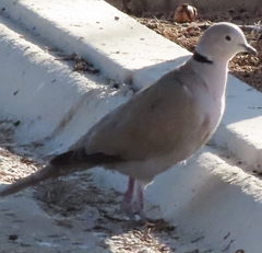 Streptopelia decaocto
