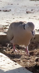 Streptopelia decaocto