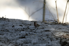 Acanthis flammea