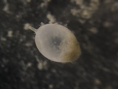 Oolina