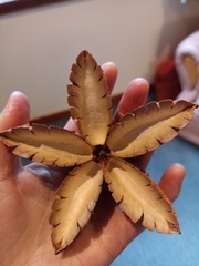 Flindersia australis