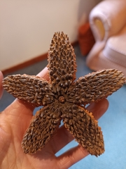 Flindersia australis