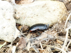 Loboptera