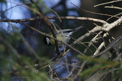 Parus major