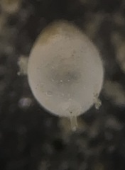 Oolina