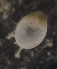Oolina