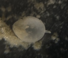 Oolina